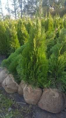 Tuia Thuia Thuja smaragd, gros, frumos, mare 100-120cm