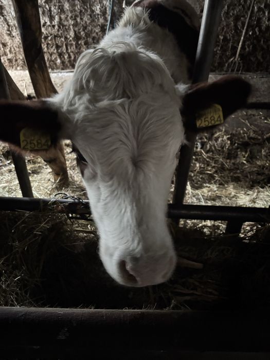 Vand vitei si juninca