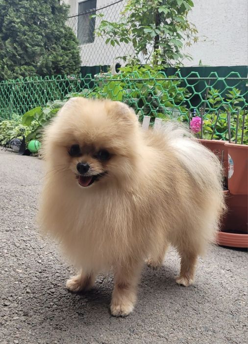 Жених Кевин на вязку