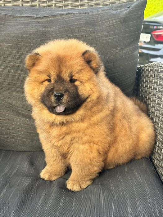 Chow Chow femela