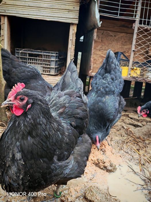 Familie australorp negru