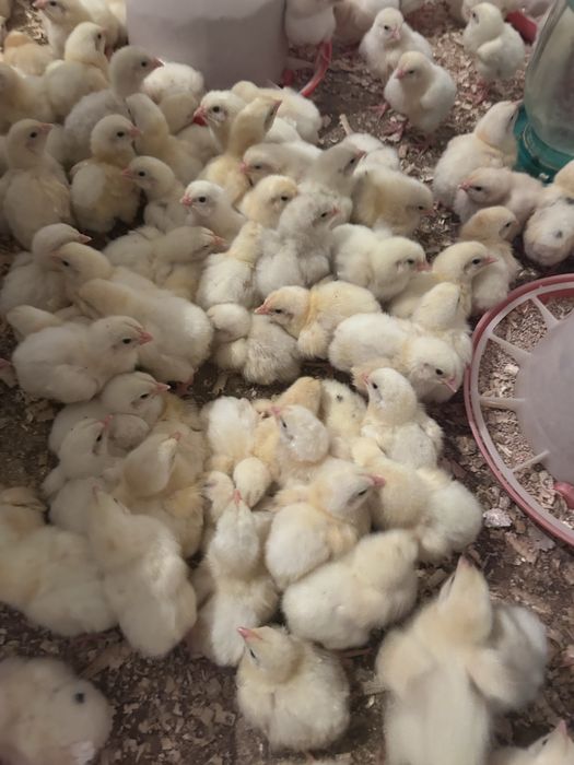 Бройлеры цыплята кобб 500