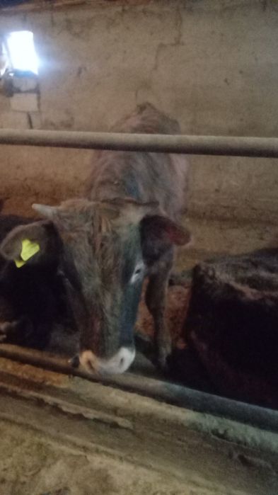 Семіз жастан асқан