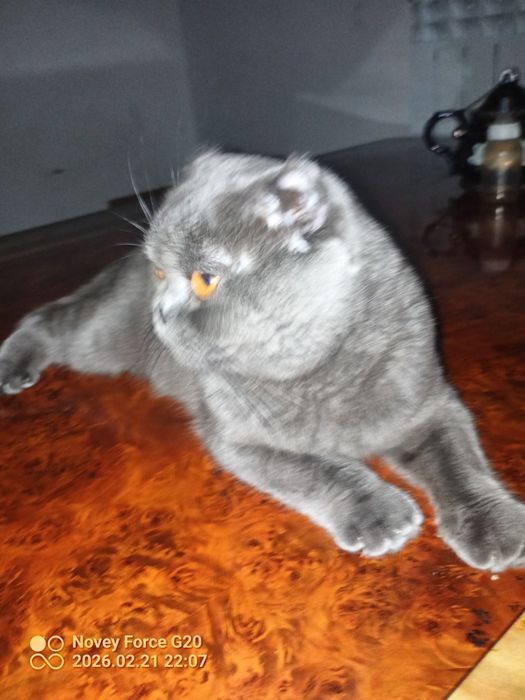 Muwuk parodali juda aqlli