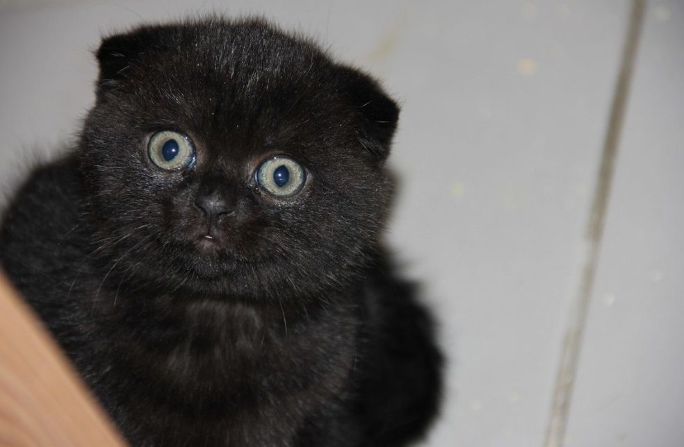 Шикарные котята 1.5 мес