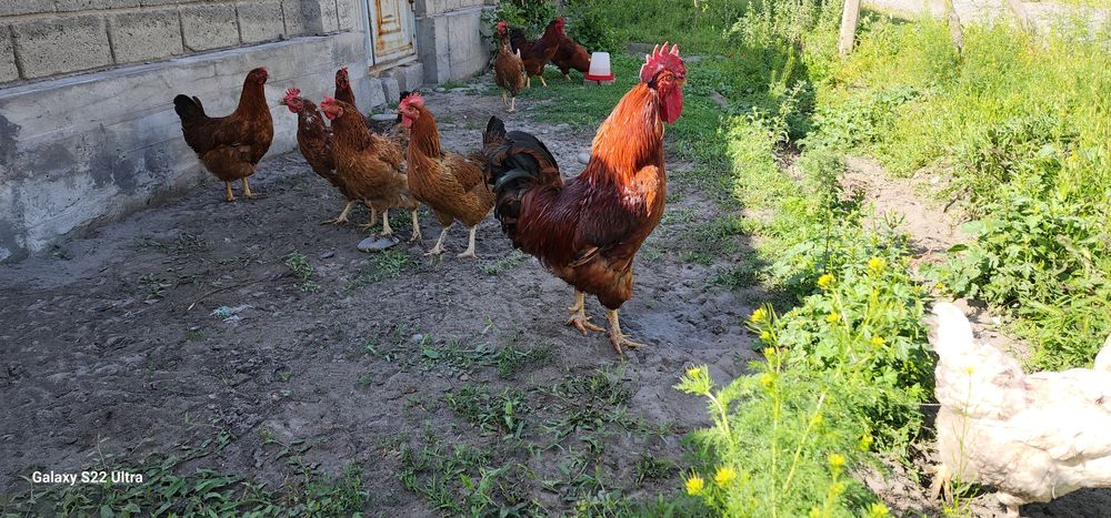 Qizil kareyski Xan xyap tovuq tuxumlari sotiladi