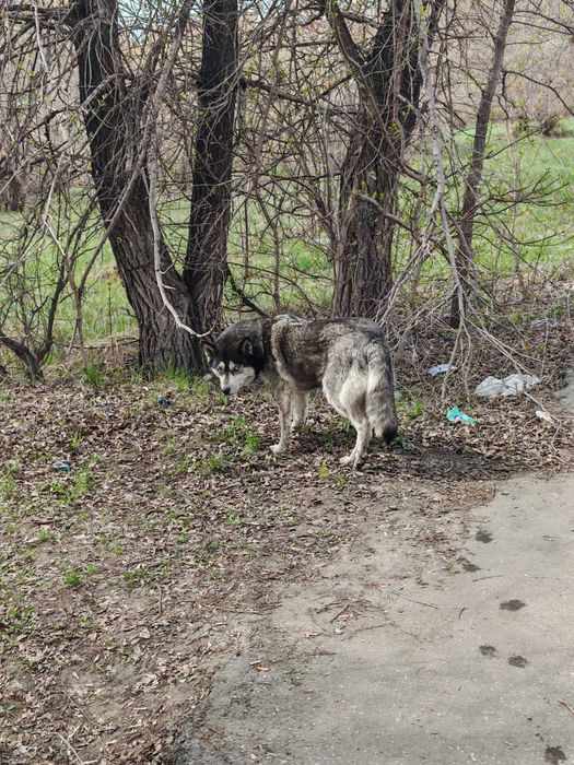 Чья потеряшка? Хозяин, забери!