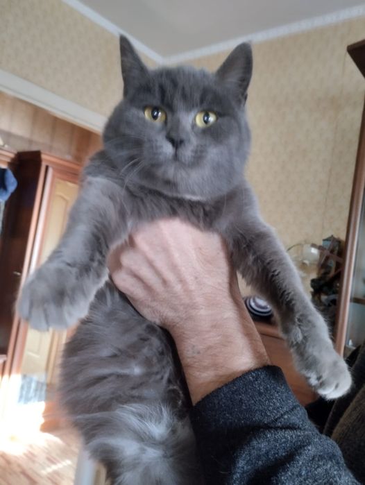 Отдам в добрые руки