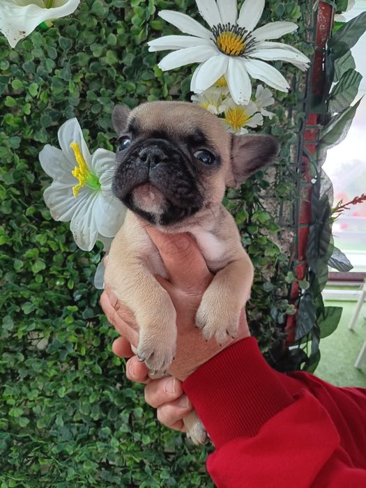 Френски булдог french bulldog