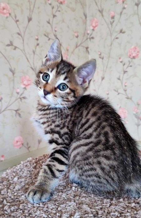 Отдам котят, кота и кошку даром, бесплатно в добрые и заботливые руки