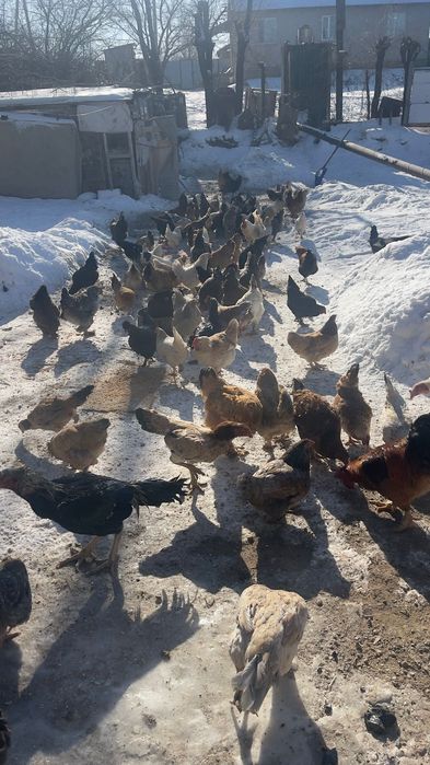 Уйдын тауыктары 5000 мннан