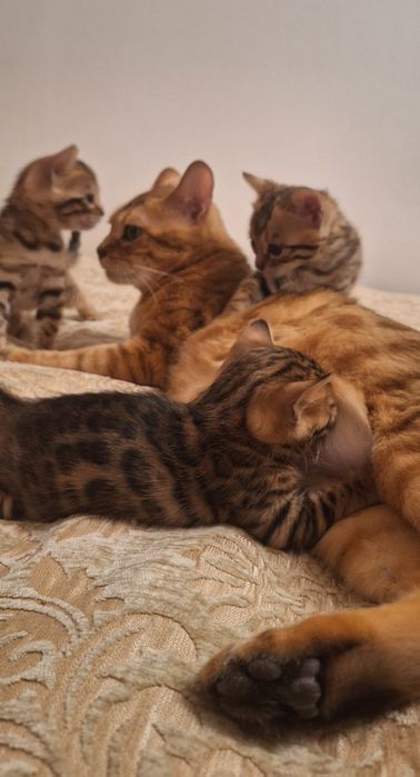 Бенгальские котята,  бенгал