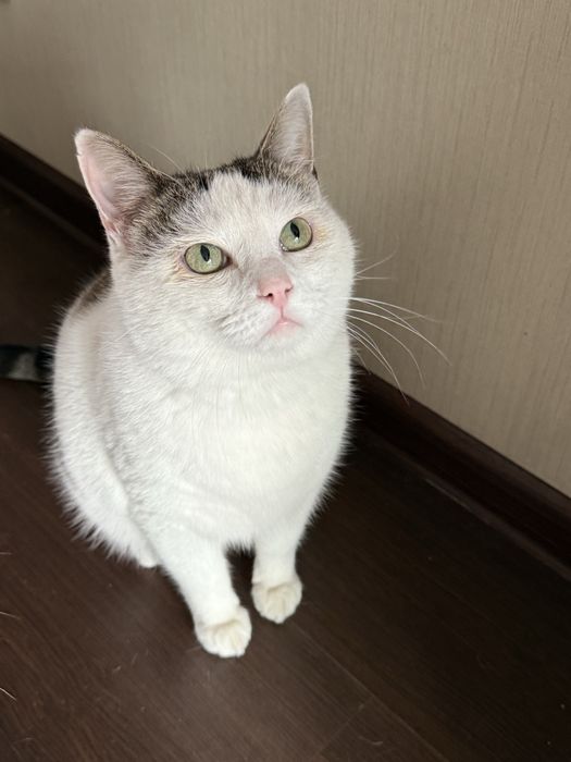 Шикарный котик Тимоша ищет семью