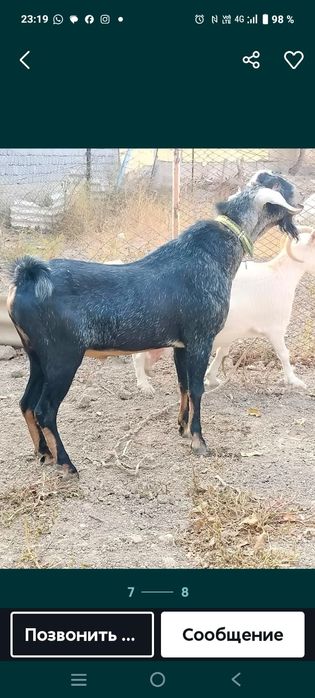 Срочно Продам козлика