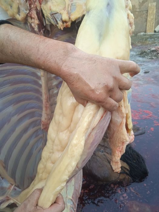 Тай байтал донен бие согым