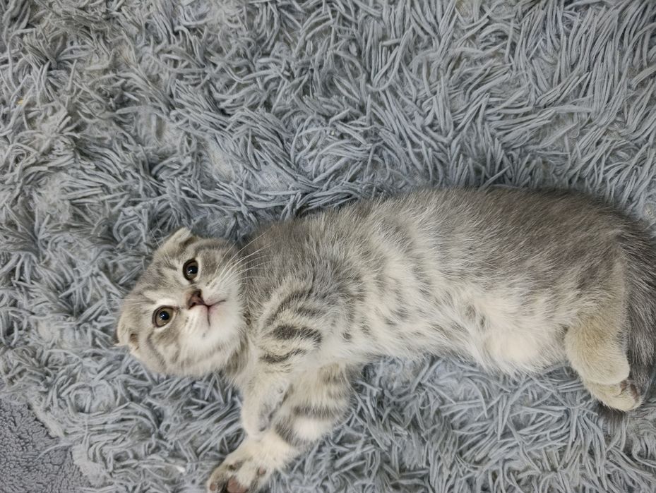 Scottish Fold Blue Shaded  2 Oylik ( Toza Naslli)