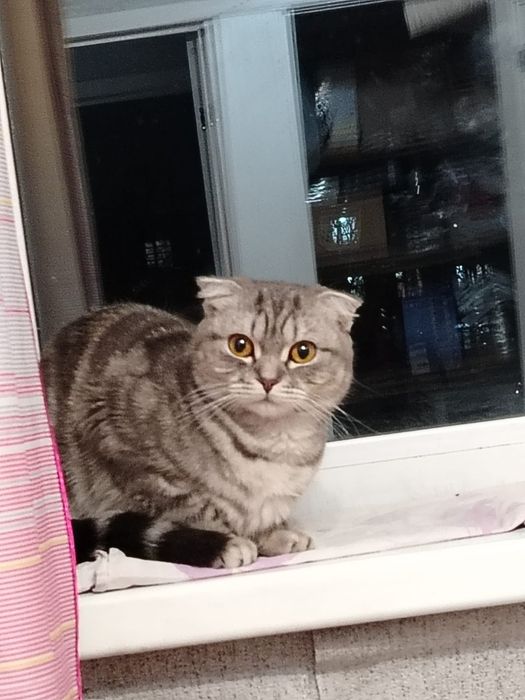 Продаётся кошка по кличке бэтти