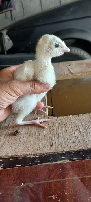 Индюшата продаются 11 суток