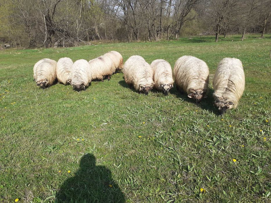 Oi bucălăi de vânzare