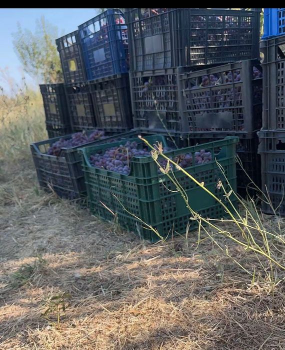 Продажба на грозде