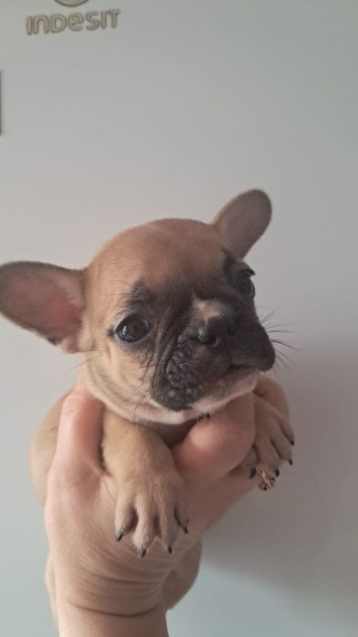 Французский бульдог мальчики