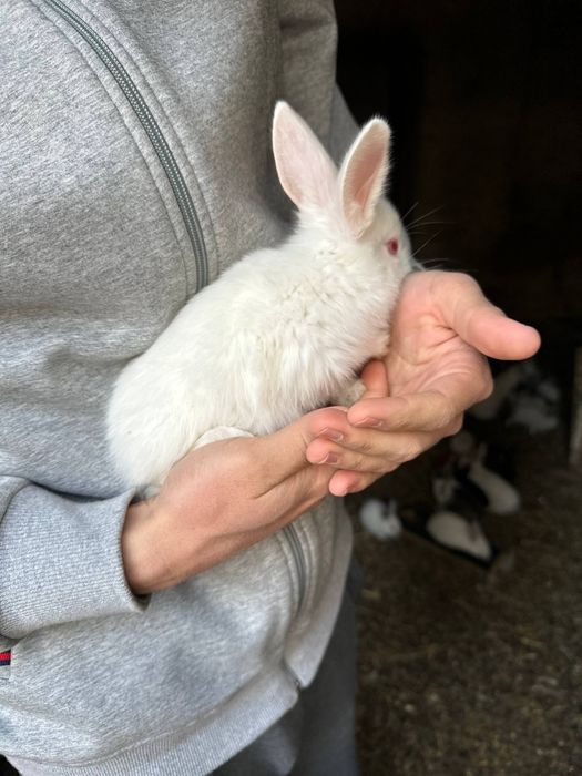 Quyon va quyon bolalari