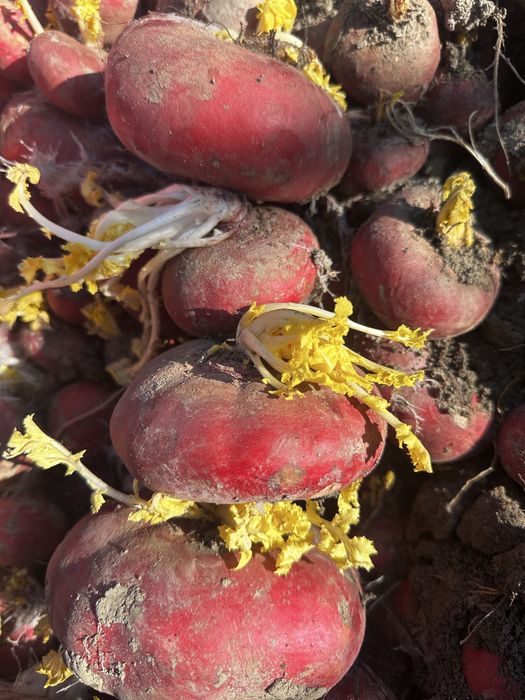 Sholg’om sotiladi, mollarga yem sifatida bersangiz bo’ladi.