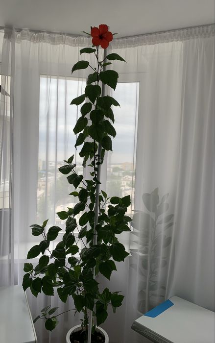 Китайская роза, 3 м высоты