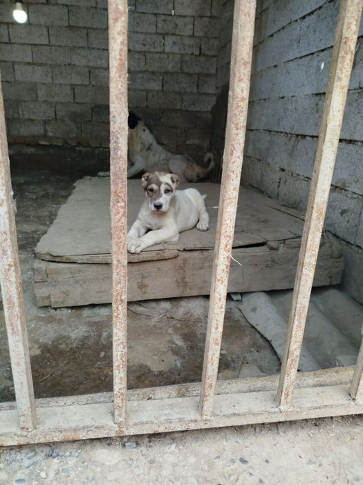 Buldozer alabaylar sotiladi