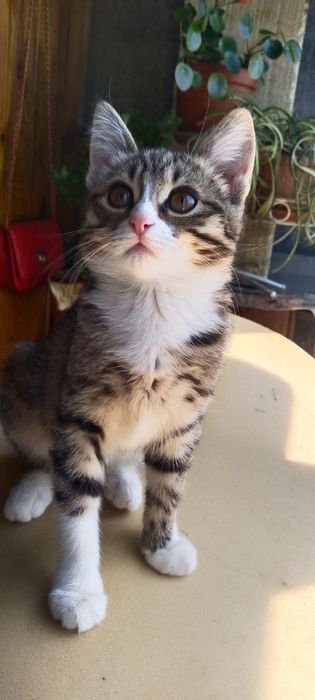 Кошечка ищет хозяина