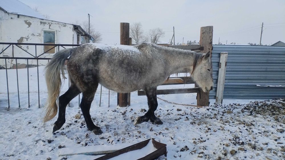 Продам кобылу 6 лет