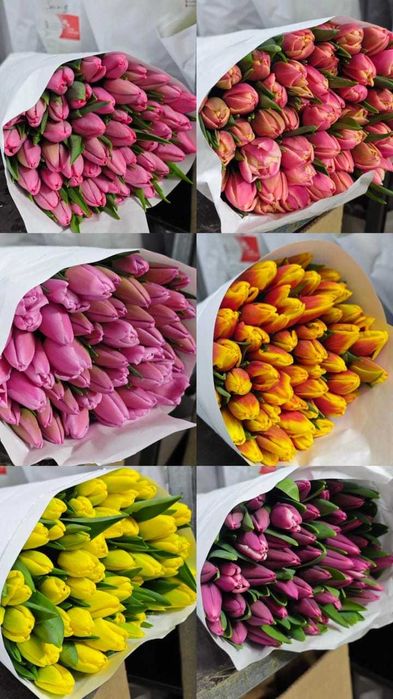 ТЮЛЬПАНЫ шикарные,  крупные, Казахстанские