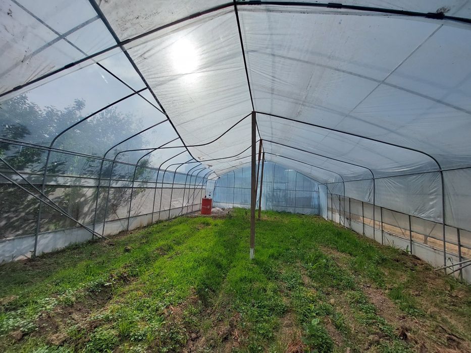 Koreyskiy Tandom teplicha sotiladi