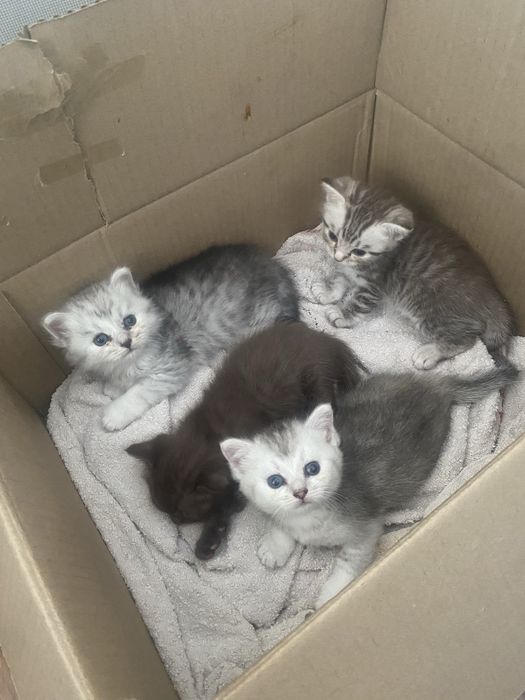 Кошку в добрые руки