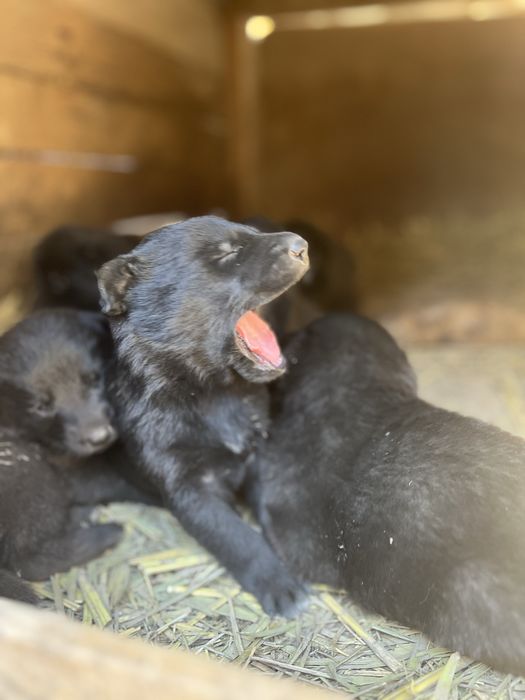 Немецкая овчарка