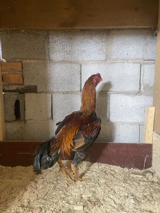 Продам петушка дакана