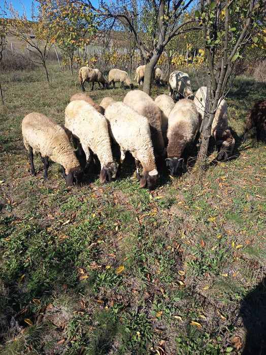 Miei grași pentru Paște