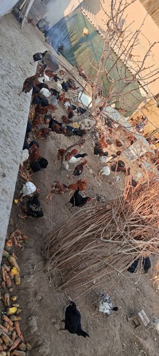 Товук ва жужалар