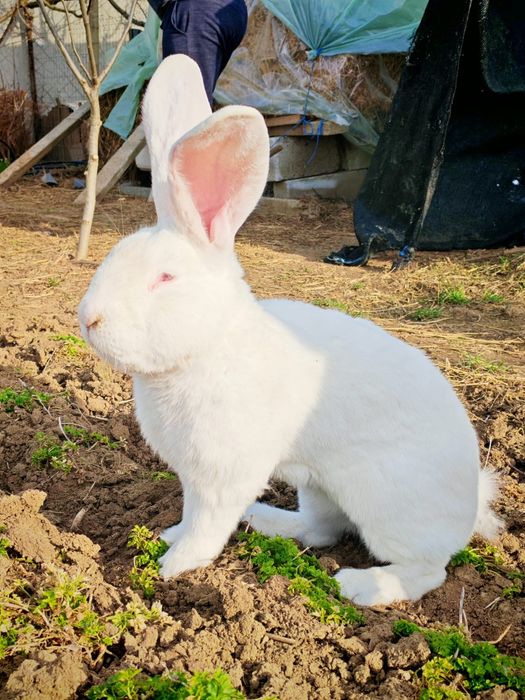 Vînd iepuri uriaș german