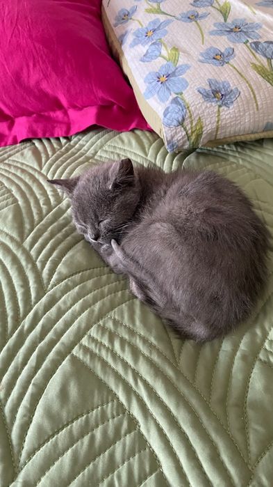 Продам котенка 3 месяцев