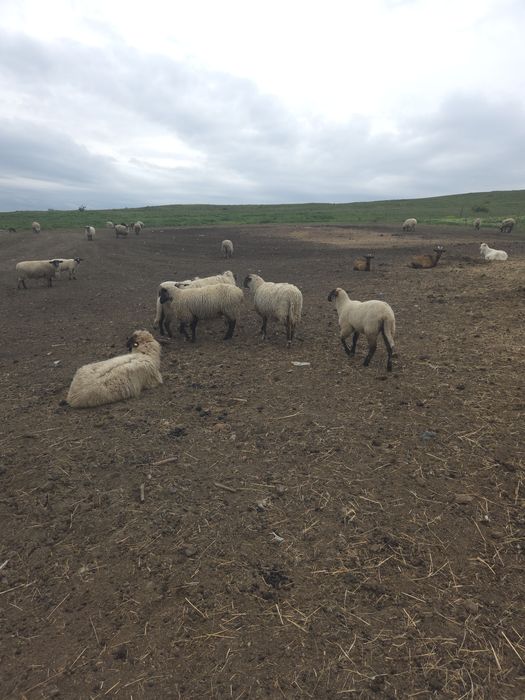 Vand oi suffolk,texel si metis