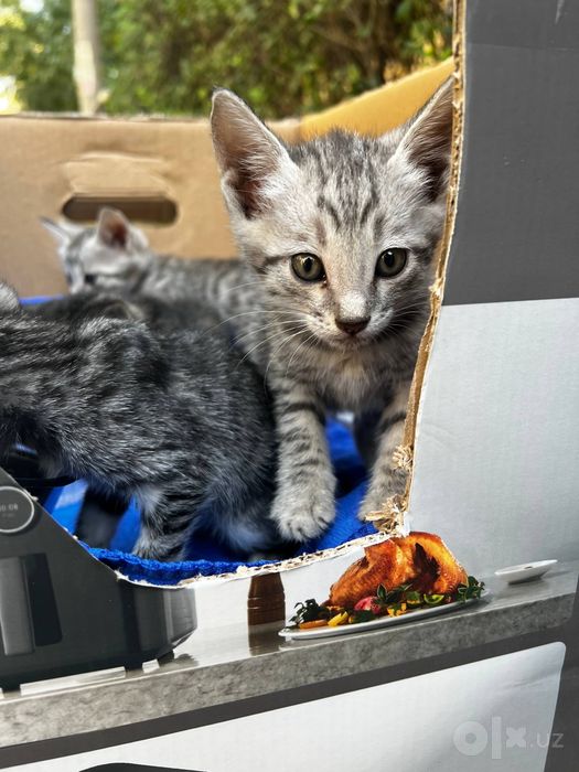 Котята в хорошие руки