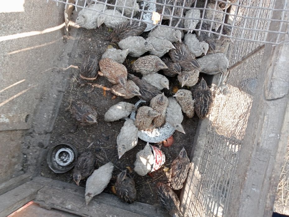 Продаются перепелки