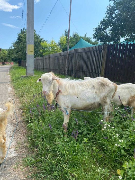 Vanzare tapi cu varsta intre 5 - 16 luni