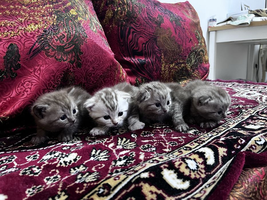 Шотландские котята вислоухие
