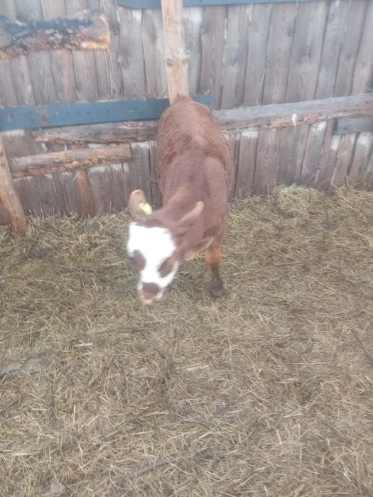 Продам двух бычков