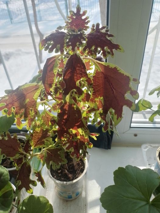 Продам Колеус 500тг