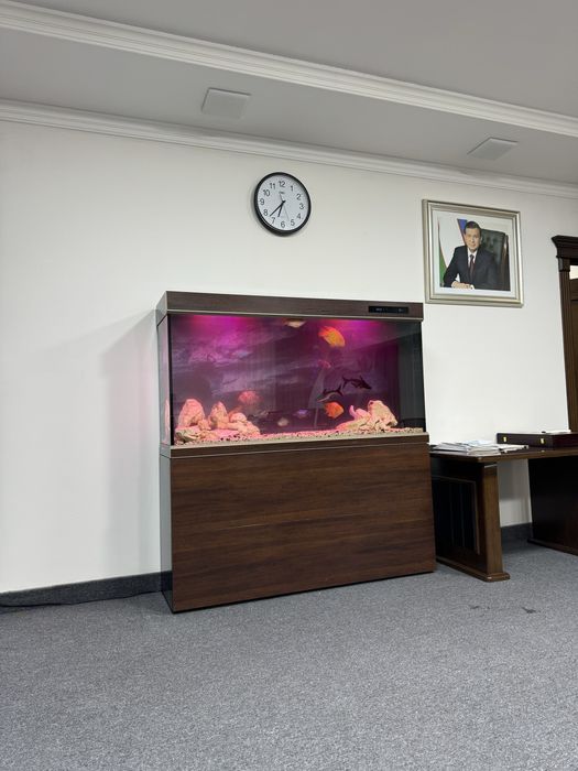 Professionall akvarium tozalash xizmati
