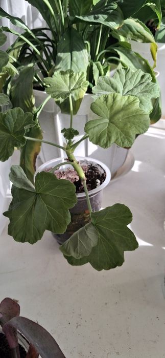 Комнатные растения