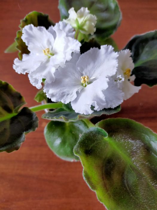 Продам хризантемы мультифлора, каланхоэ, фиалки